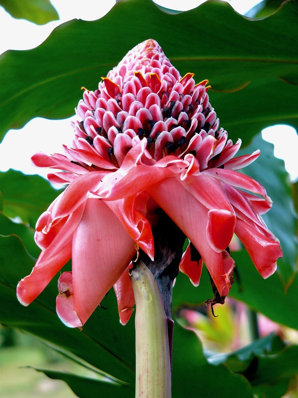 Costa Rica flor © dan ilves