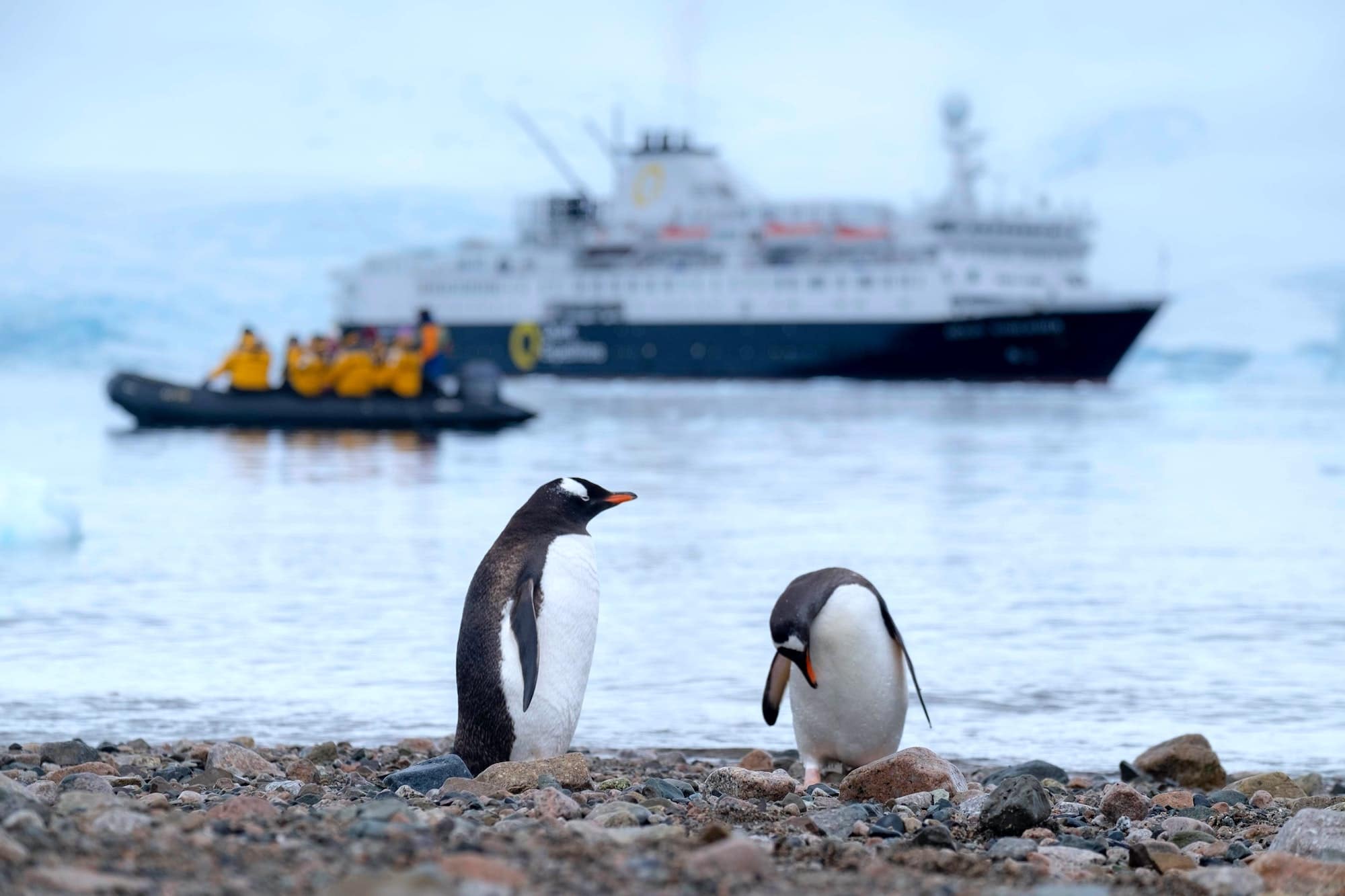 penguins with antarctica cruise