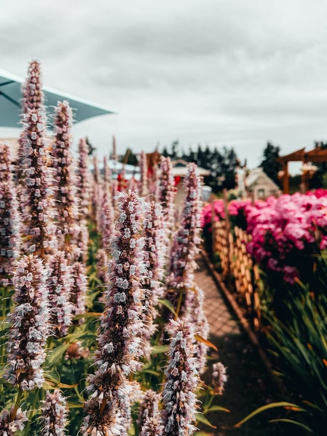 canada summer flowers