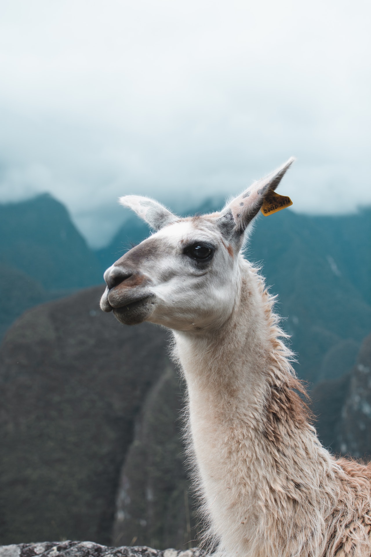 peru alpaca