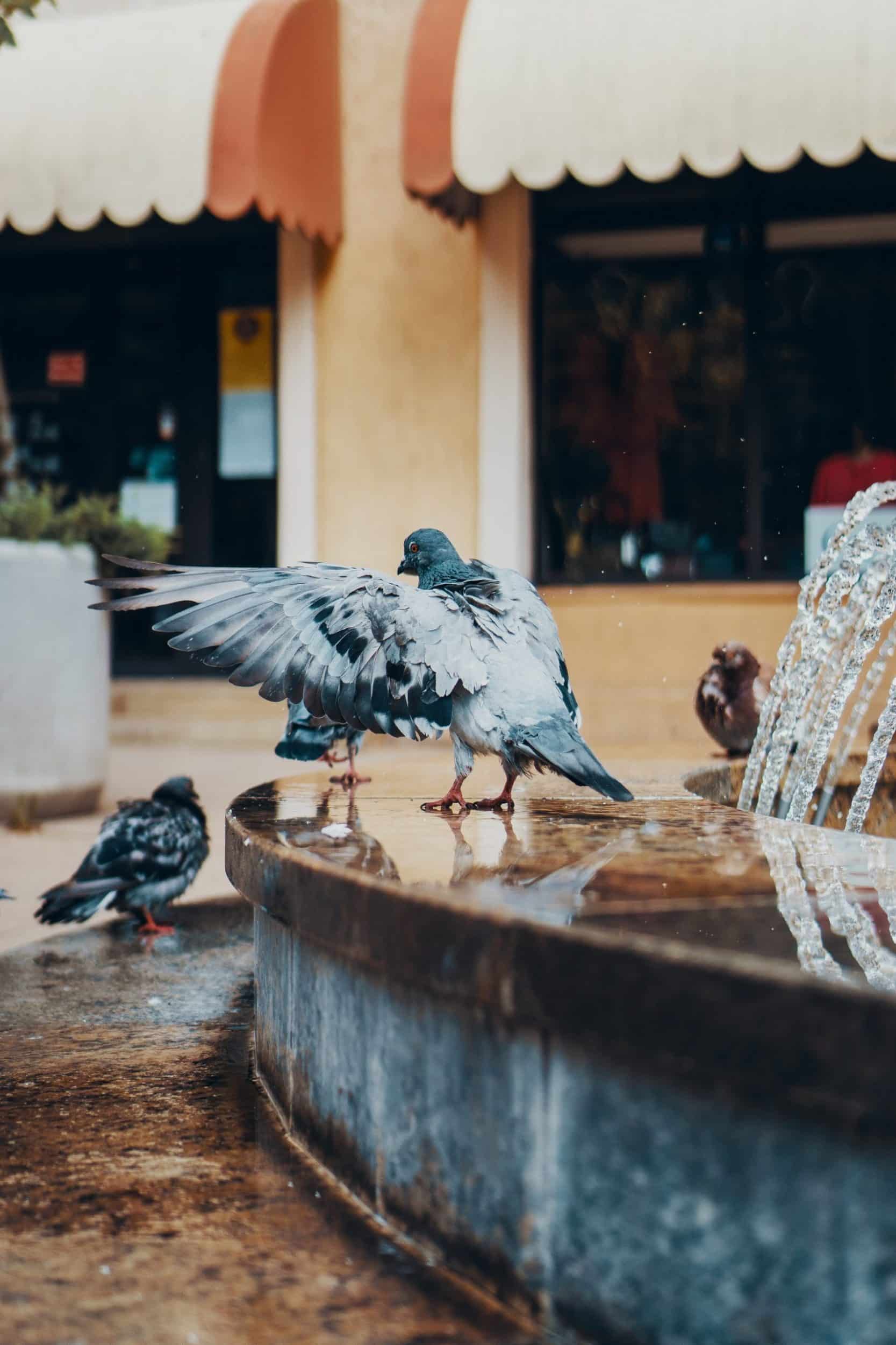 birds in poland