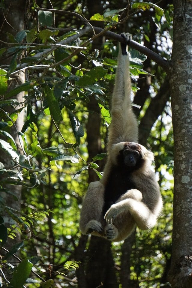 cambodia monkey