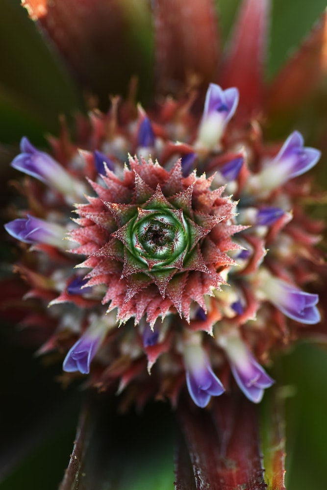 cambodia flower pineapple