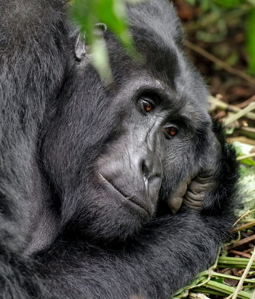 gorilla on Rwanda gorrila safari trek