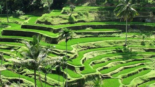 Rice fields in Bali