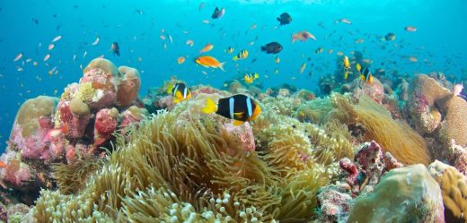 Colorful fish in Bali