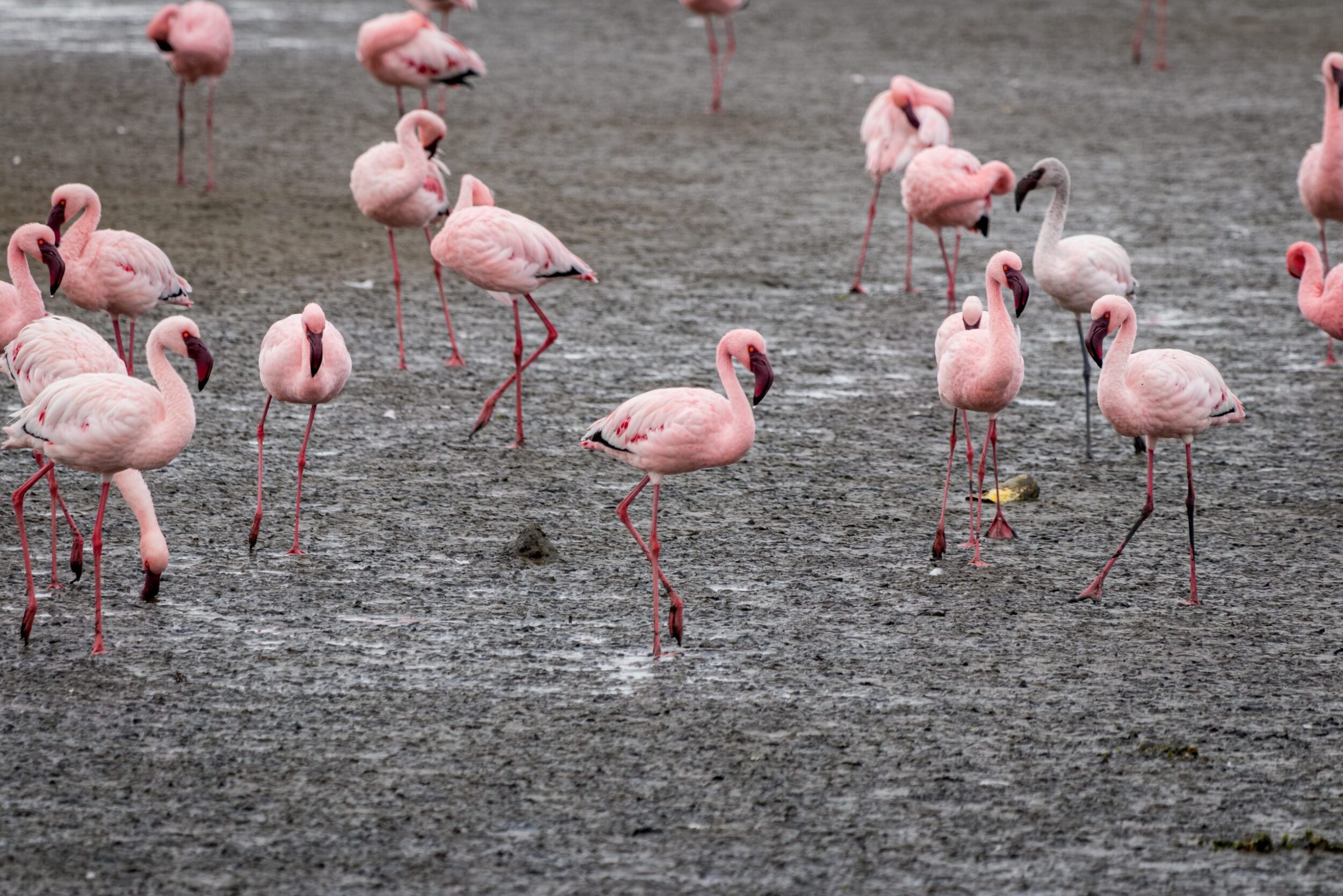 Walvis Bay in Namibia, Southern Africa