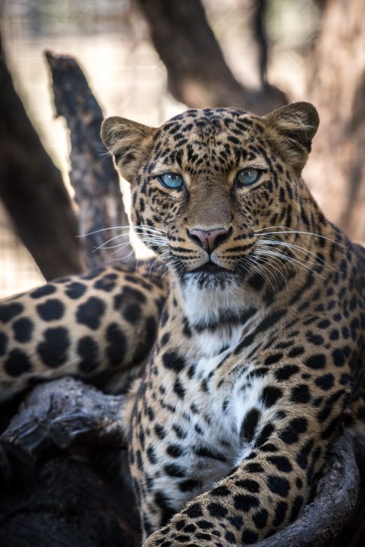 southern africa leopard