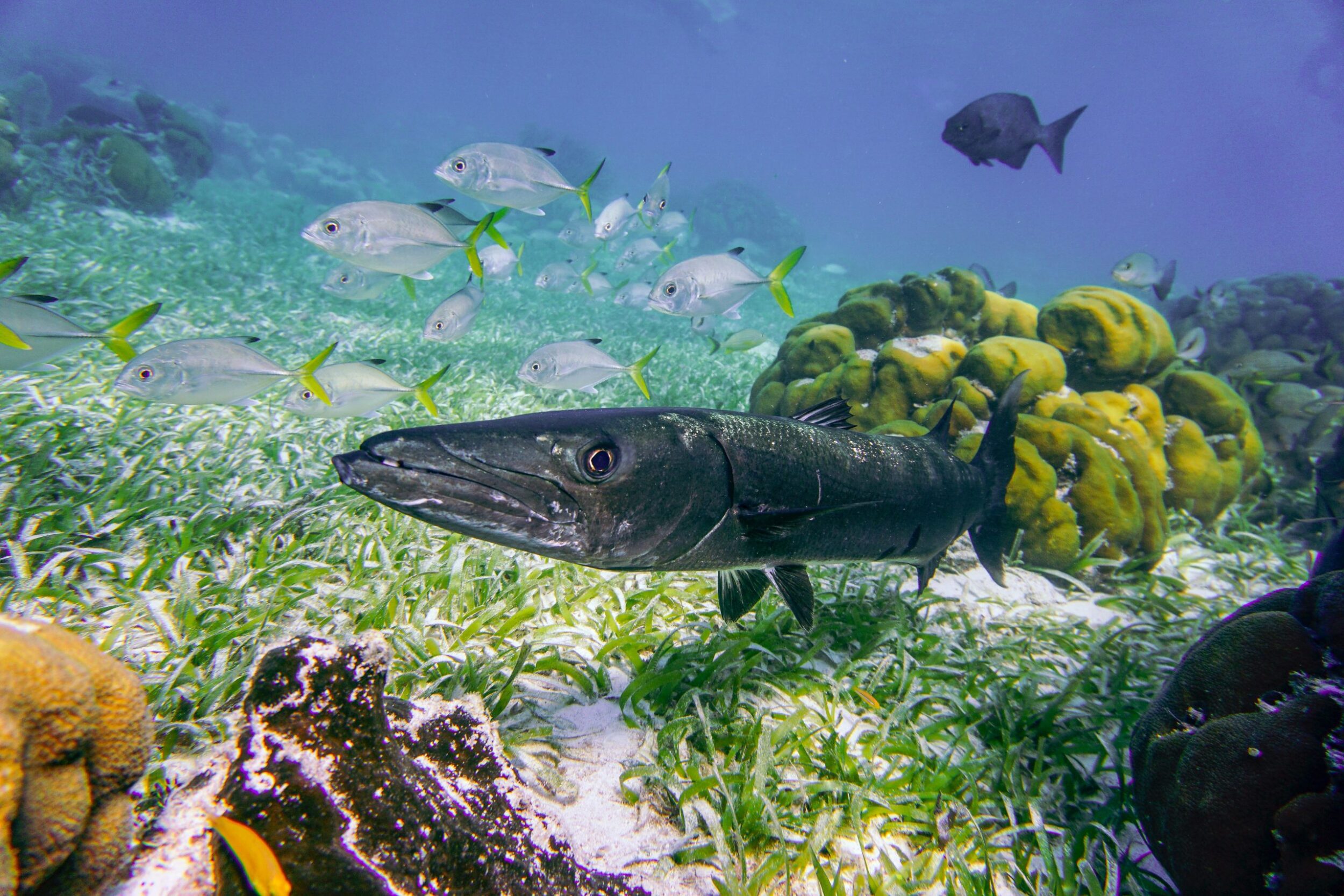 marine life in belize barrier reef