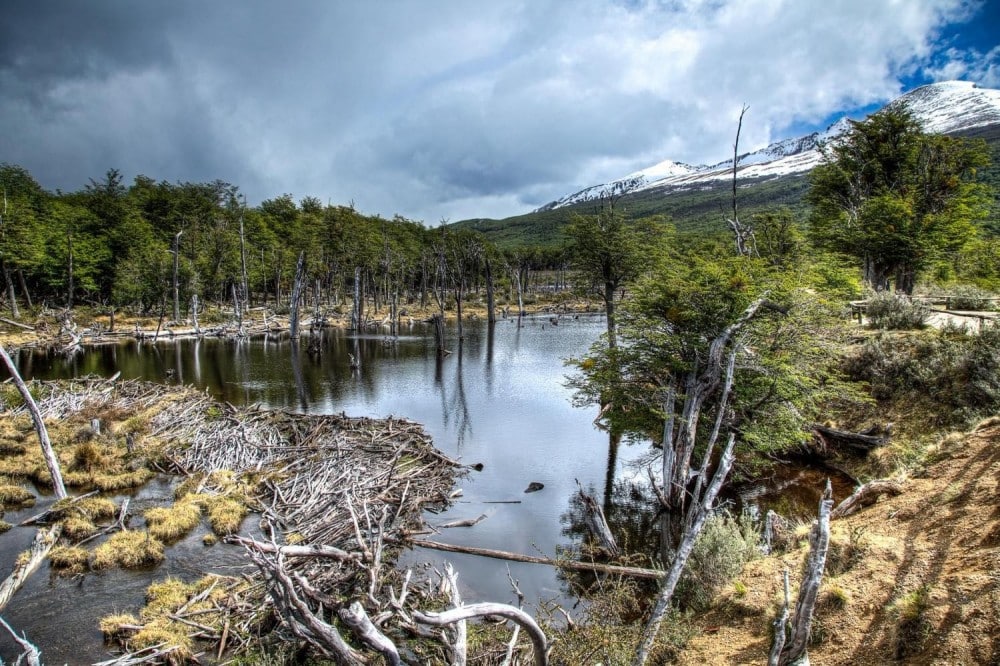 National Park at Tierra del Fuego, Argentina