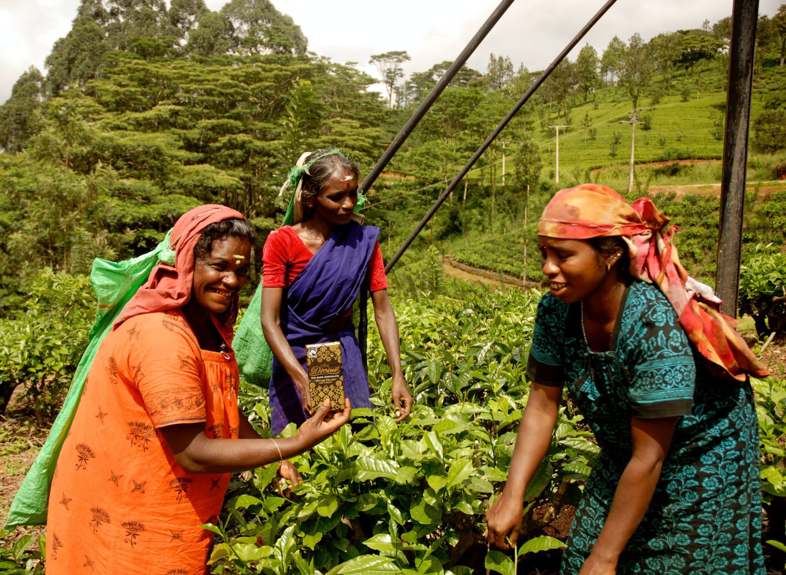 Harvesting tea in Sri Lanka