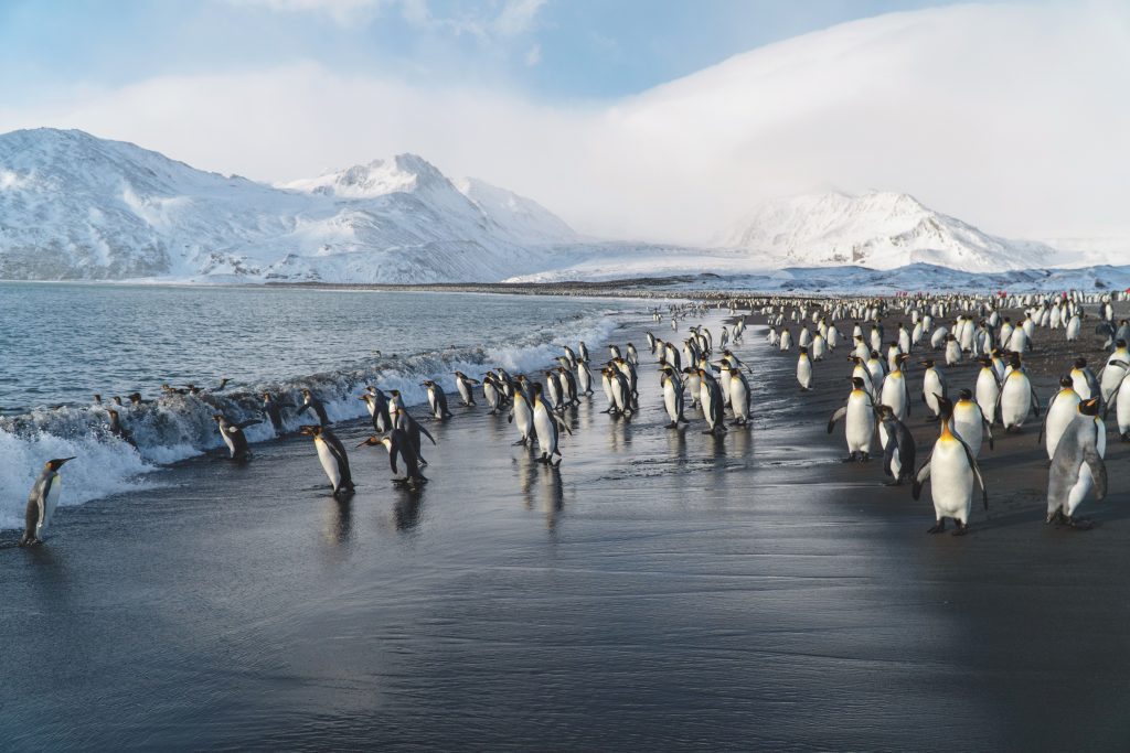 Silversea visits penguins in Antarctica