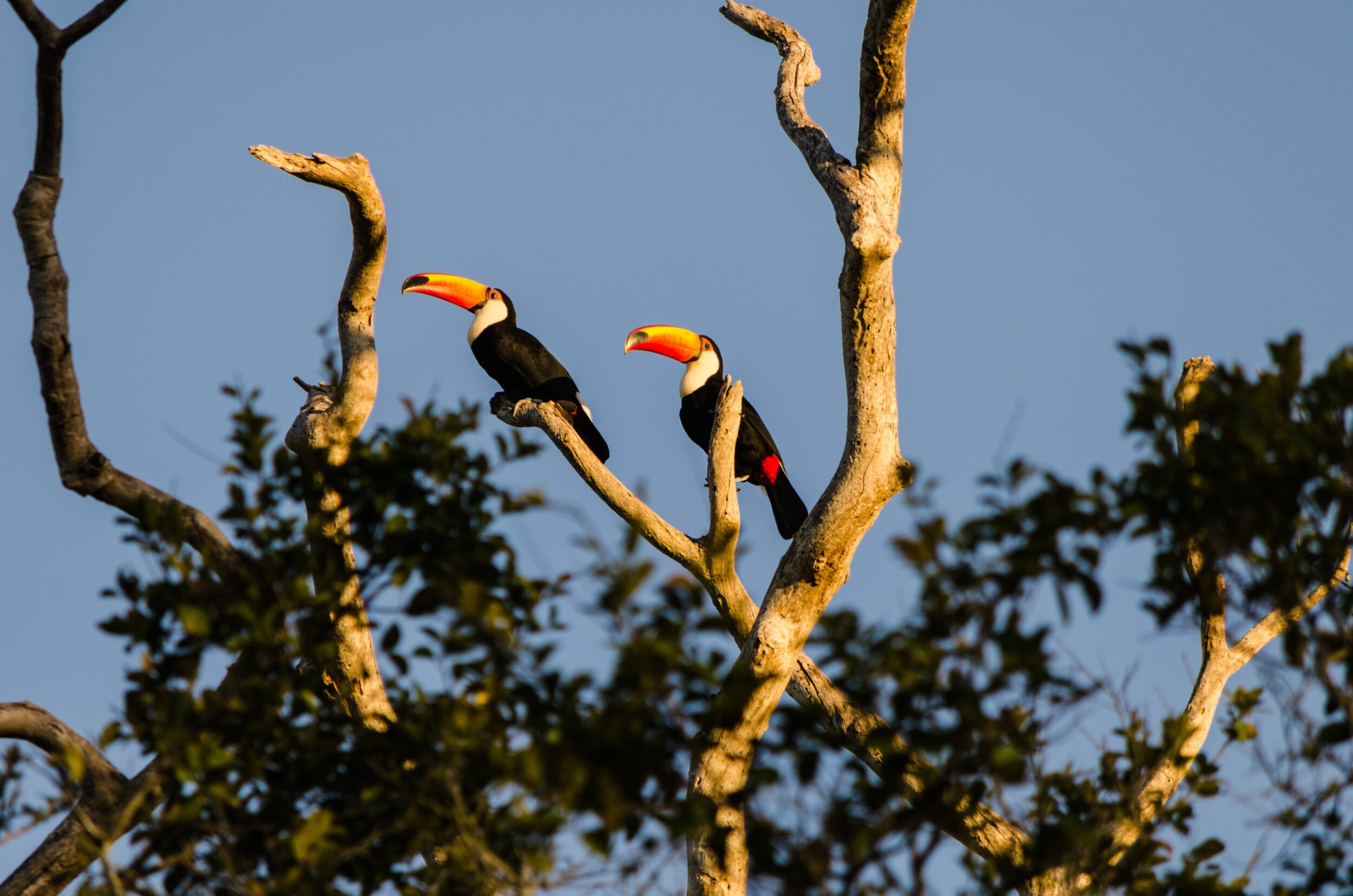 The Pantanal in Brazil is rich in birdlife