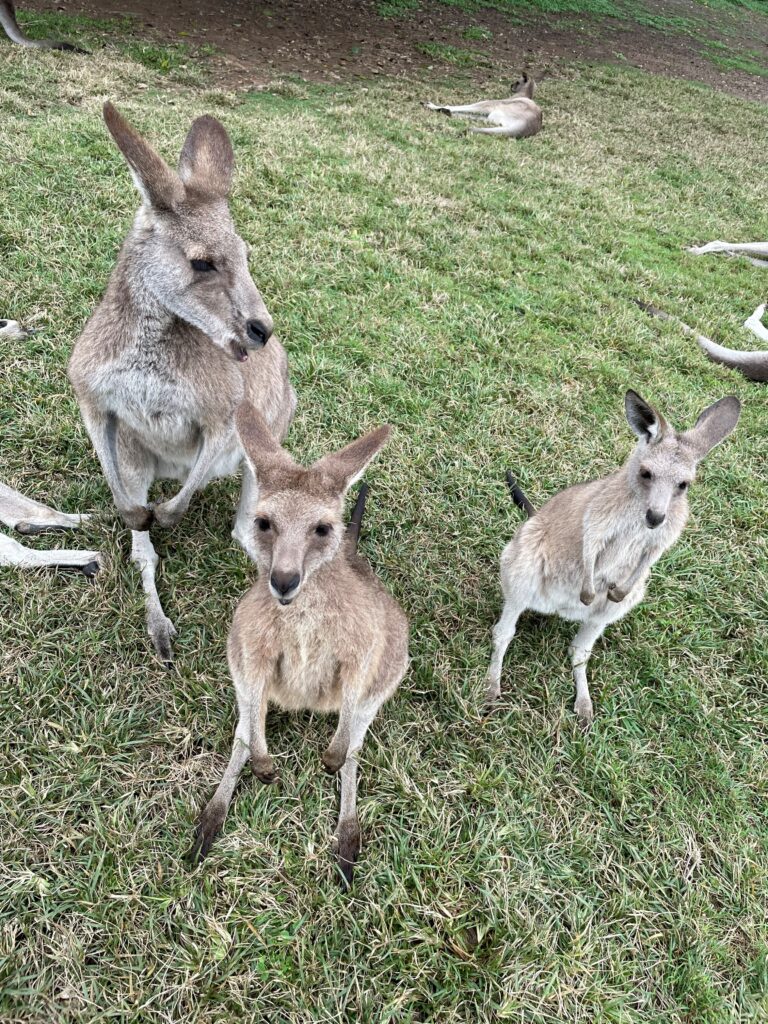 Friendly kangaroos at Lone Pine Australia