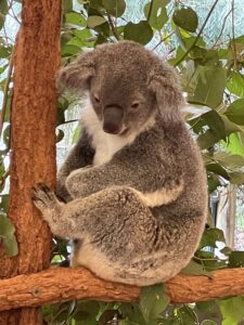 Sleepy koalas at Australia's Lone Pine