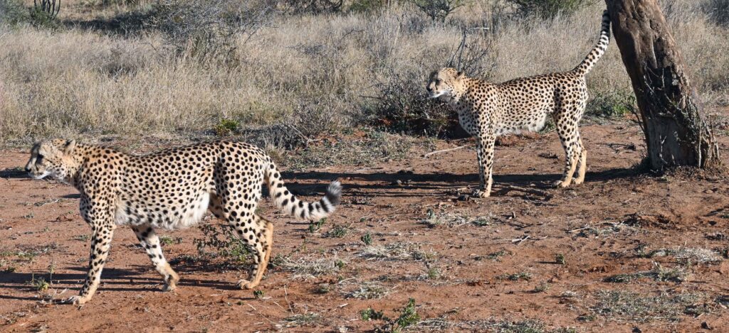 Cheetah viewed in south africa