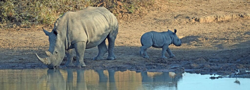 Rhinos during our Rovos Rail train trip