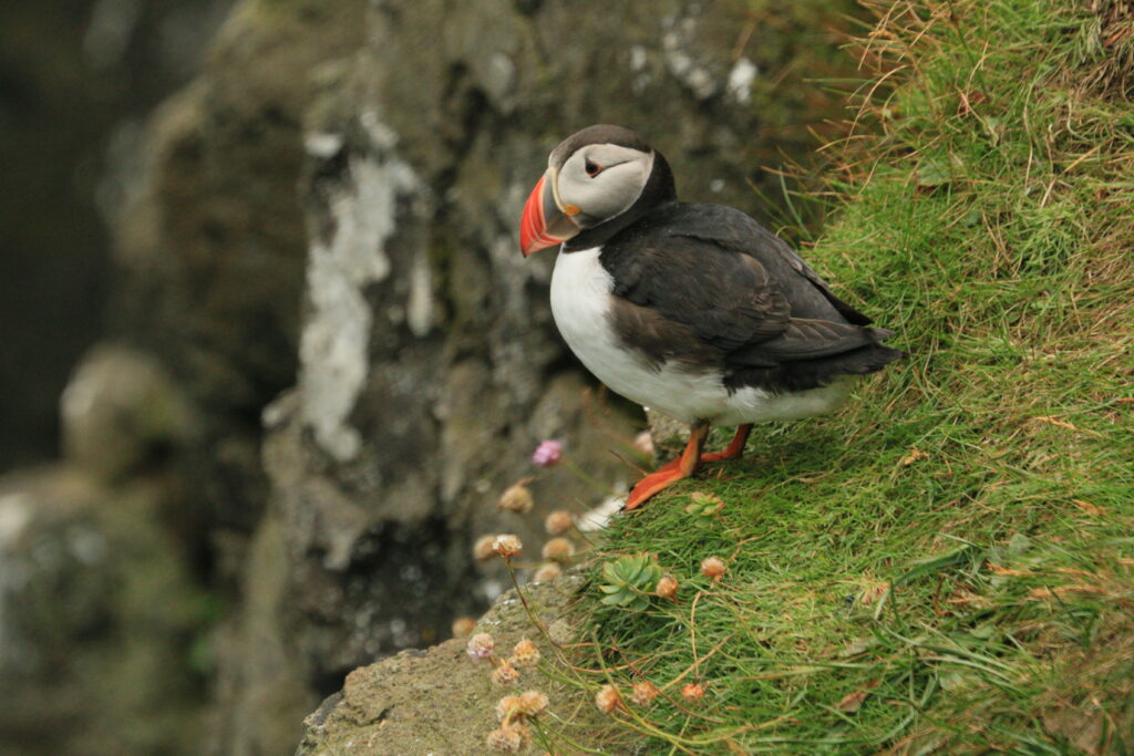 Puffins are charming residents in Iceland