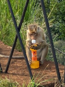 thirsty monkey in Sri Lanka