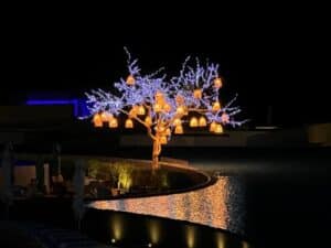 A beautiful lit tree at Viceroy Los Cabos