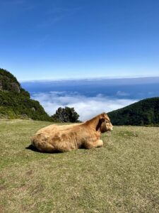 Bree Heil Madeira Bravelanders Jeep Tour Fanal Forest Cow