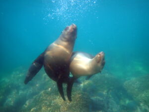 Christine Chalmers UnCruise to Baja California 482 P2130394