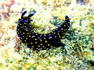 Christine Chalmers Uncruise to Baja California 101 P2090094