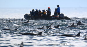 Christine Chalmers Uncruise to Baja California 193 Z51 9469